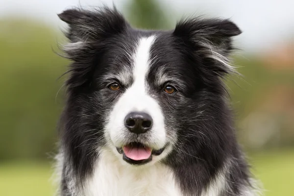 Glad og smilende Grænse Collie hund - Stock-foto