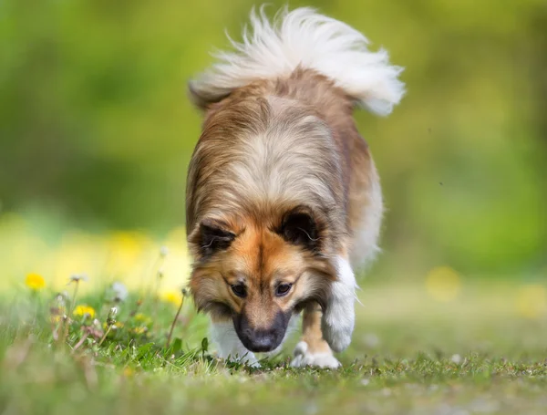 Perro pastor islandés al aire libre en la naturaleza — Foto de Stock