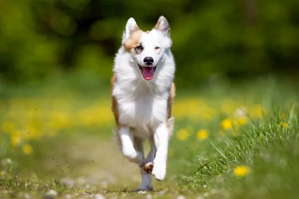 Icelandic Sheepdog outdoors in nature — Stock Photo, Image