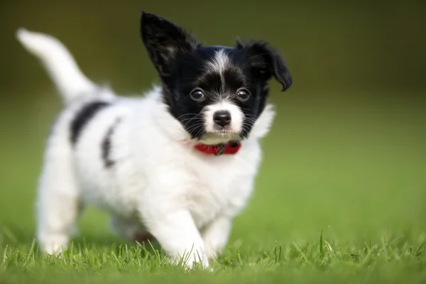 Joven cachorro de perro papillon — Foto de Stock