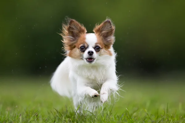 Papillon koira ulkona luonnossa — kuvapankkivalokuva