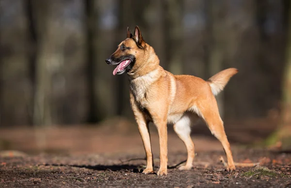 Cão malinois belga de raça pura — Fotografia de Stock