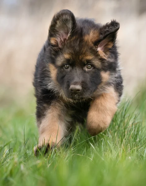 Cute German Shepherd Puppy — Stock Photo, Image