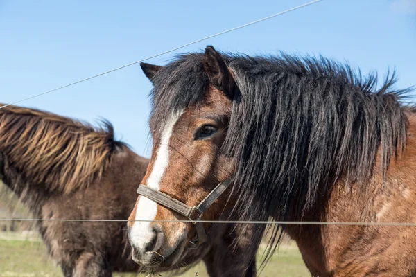 Cara de caballo —  Fotos de Stock