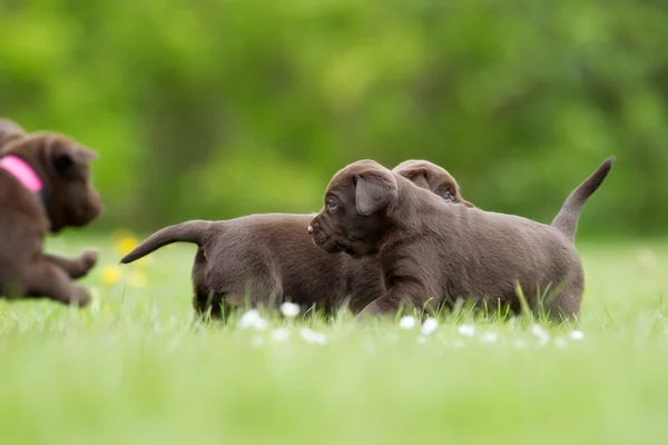 Braune Labrador Retriever Welpen — Stockfoto