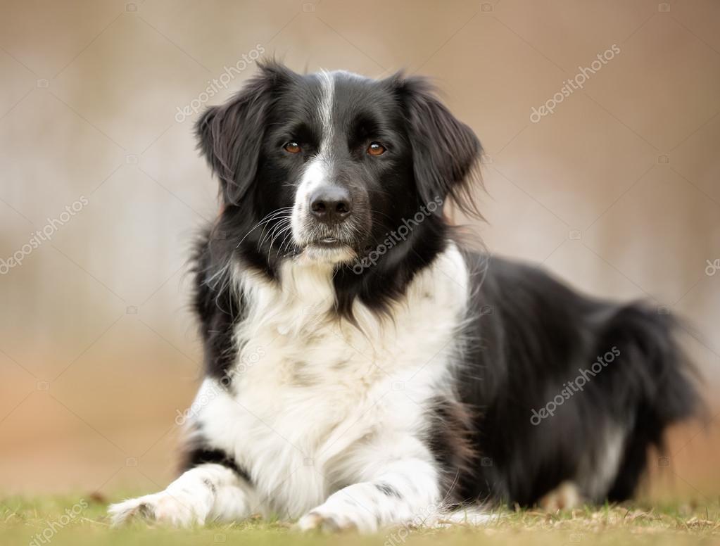 человек с собакой. доберман пинчер морда. собака доберман. дрессировка собак. послушная собака.
