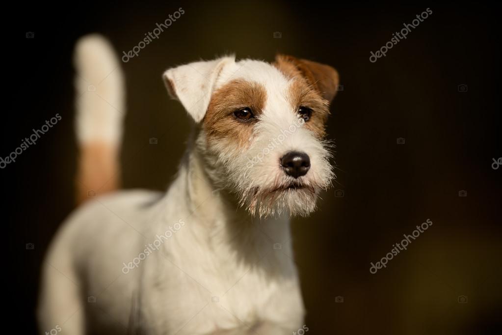 Purebred Jack Russell Terrier dog — Stock Photo © Bigandt 101715534