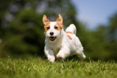 Jack Russell Terrier köpek çimlerin üzerine açık havada