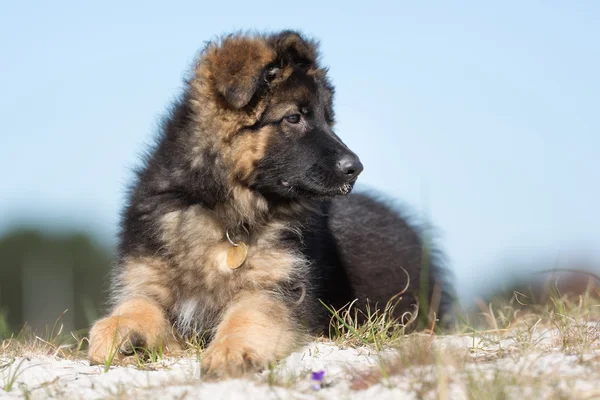 Duitse pup herdershond buiten in de natuur — Stockfoto