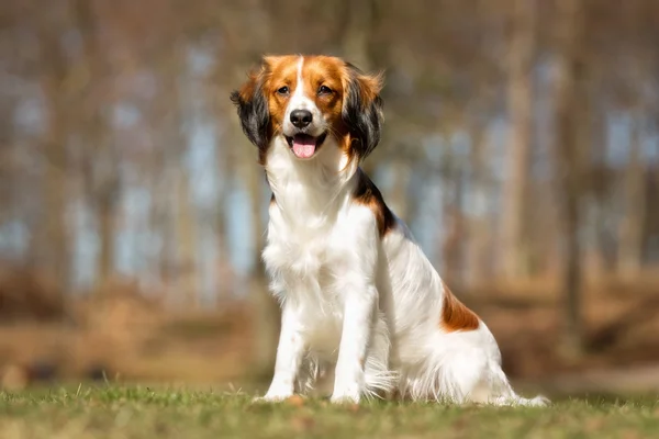 Kooikerhondje dog outdoors in nature — Stock Photo, Image