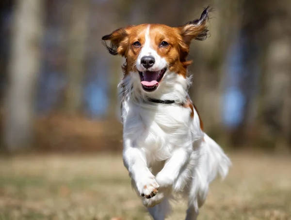 Kooikerhondje koira ulkona luonnossa — kuvapankkivalokuva