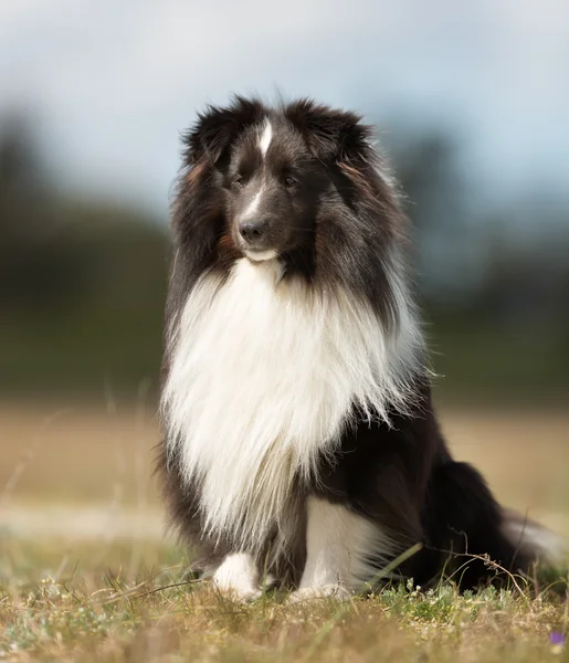 Shetland Sheepdog al aire libre en la naturaleza — Foto de Stock