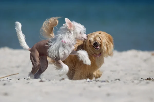 Zwei chinesische Haubenhunde im Freien in der Natur — Stockfoto