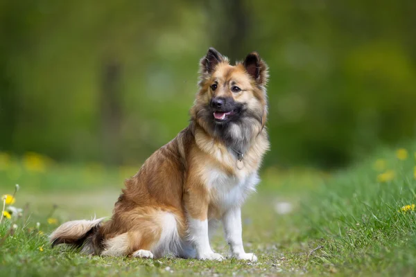 Icelandic Sheepdog buiten in de natuur — Stockfoto