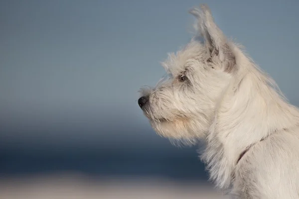 Zachodnia Highland White Terrier — Zdjęcie stockowe