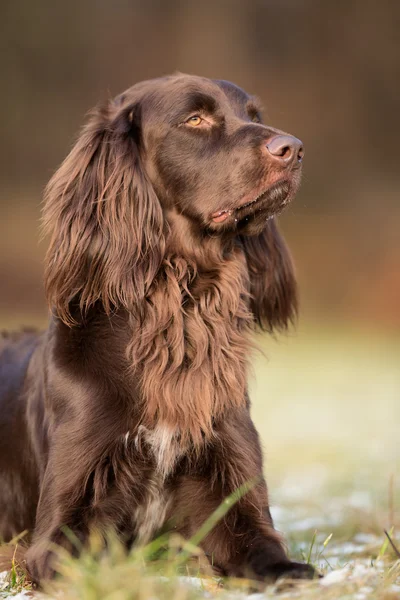 Rasechte aanwijzer hond — Stockfoto