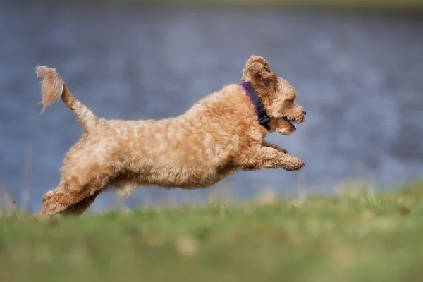 自然の中にアウトドア犬 — ストック写真