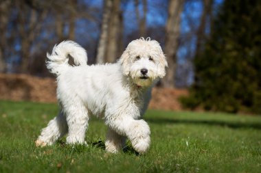 Labradoodle köpek açık havada doğa içinde