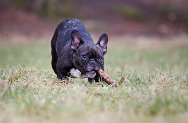 safkan Fransız buldozer