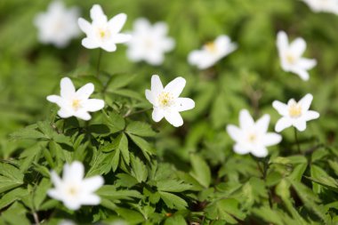 Beyaz anemon çiçeği çiçeği