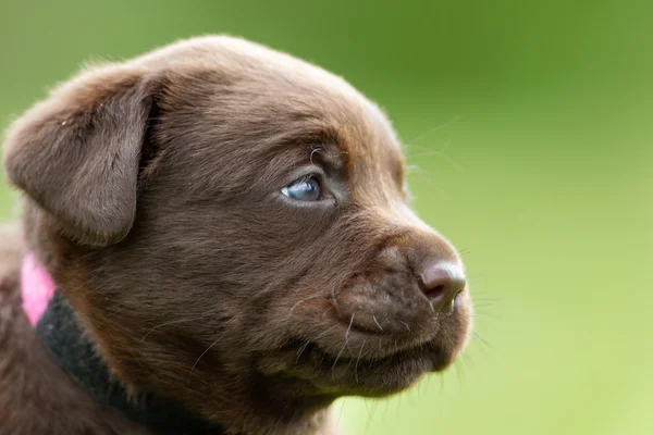棕色拉布拉多猎犬小狗 — 图库照片