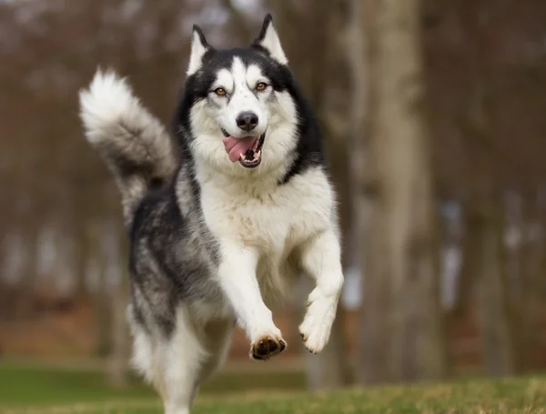 ไซบีเรีย Husky สุนัขกลางแจ้งในธรรมชาติ — ภาพถ่ายสต็อก