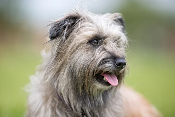 Cão pastor pireneu ao ar livre na natureza — Fotografia de Stock