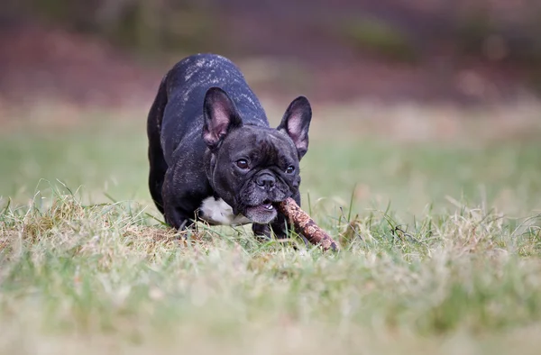 Purebred french bulldog — Stock Photo, Image