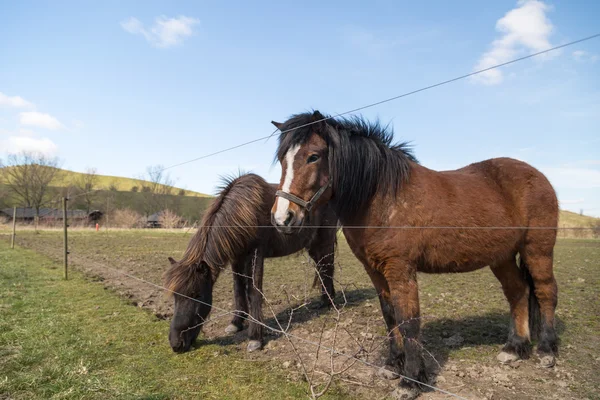 Dva koně na farmě — Stock fotografie