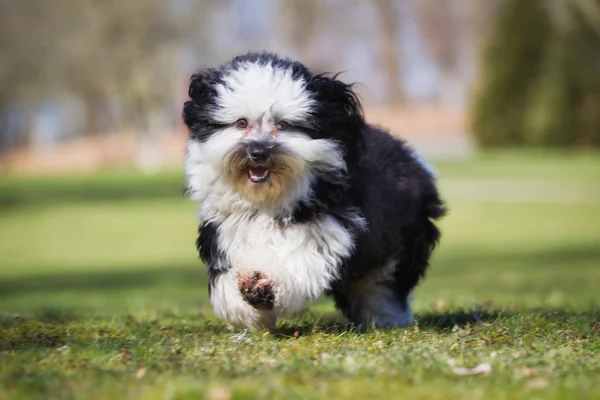 Havanese cão correndo ao ar livre na natureza — Fotografia de Stock