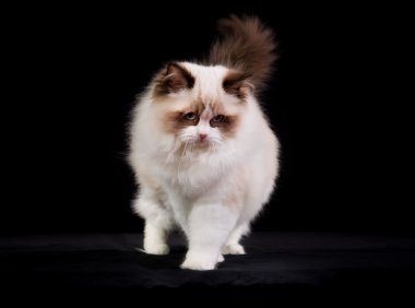 Safkan ragdoll kedi