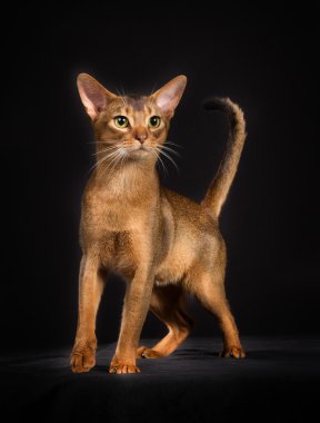 İzole üzerinde siyah arka plan safkan Somali kedi