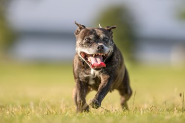 Eski Staffordshire boğa korkunç
