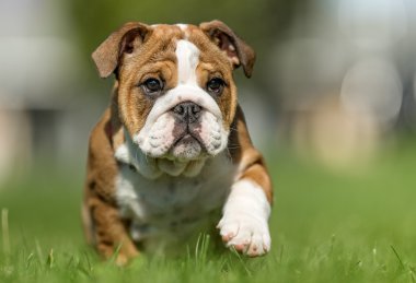 Kahverengi ve beyaz paspas köpek