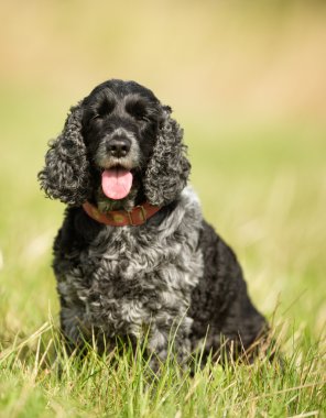 Cocker spaniel köpek