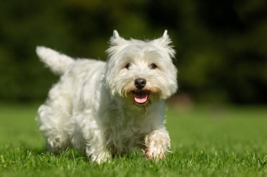 Batı İskoçya beyaz teriyer köpeği