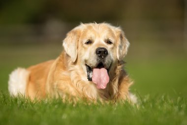 Golden retriever köpeği