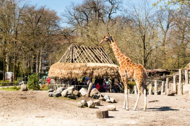 Zürafalar Copenhagen hayvanat bahçesinde