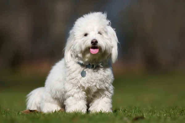 Coton de Tulear dog outdoors in nature — Stock Photo, Image