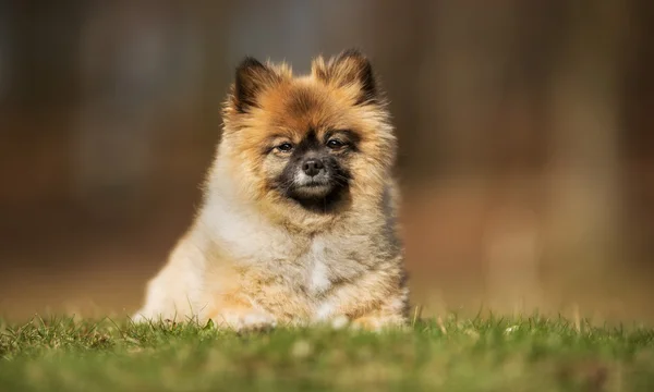 Pomerania cane all'aperto in natura — Foto Stock