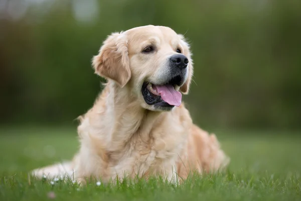 Golden Retriever pies na zewnątrz w przyrodzie — Zdjęcie stockowe