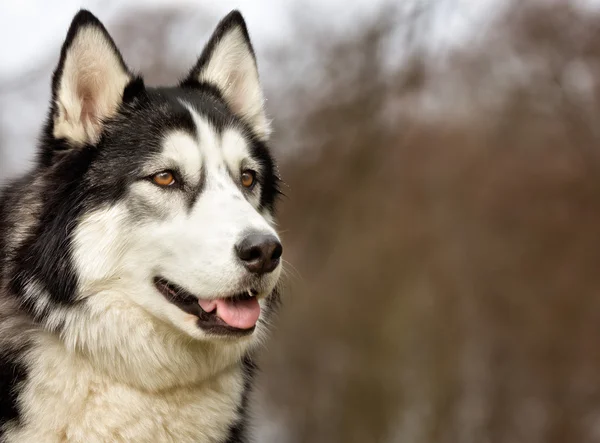 Siberian Husky pies na zewnątrz w przyrodzie — Zdjęcie stockowe