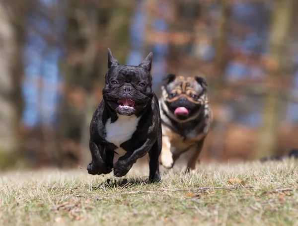 Twee hond buiten in de natuur — Stockfoto