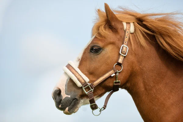 Close-up of horse — Stock Photo, Image