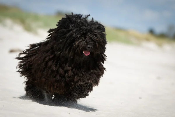 Puli dog outdoors in nature — Stock Photo, Image