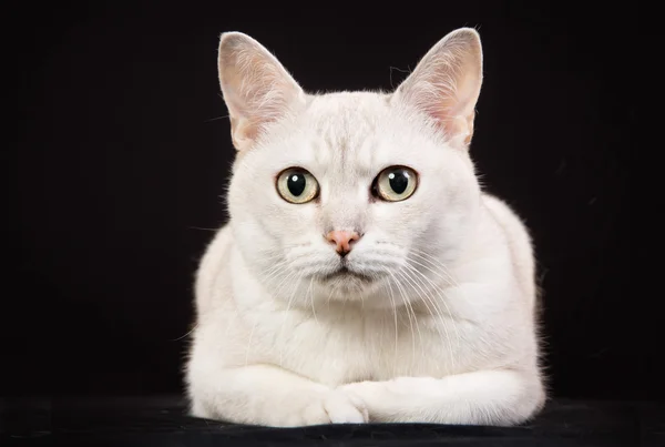 Gato branco puro — Fotografia de Stock