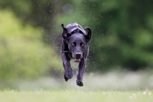 Misto raça cão ao ar livre na natureza — Fotografia de Stock