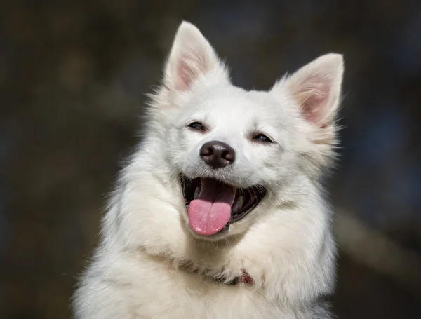 Samoyed dog outdoors in nature — Stock Photo, Image