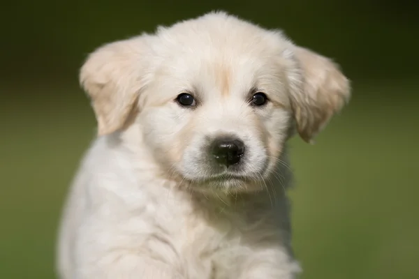 Genç golden retriever köpek yavrusu yüzü — Stok fotoğraf