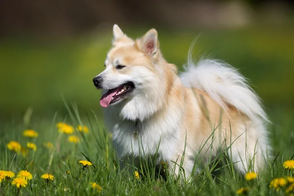 Zadowolony i uśmiechnięty pies walijski Corgi — Zdjęcie stockowe